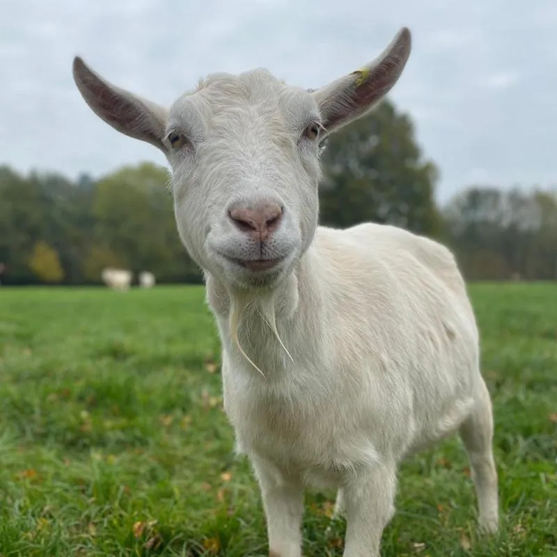 Adopt a Goat