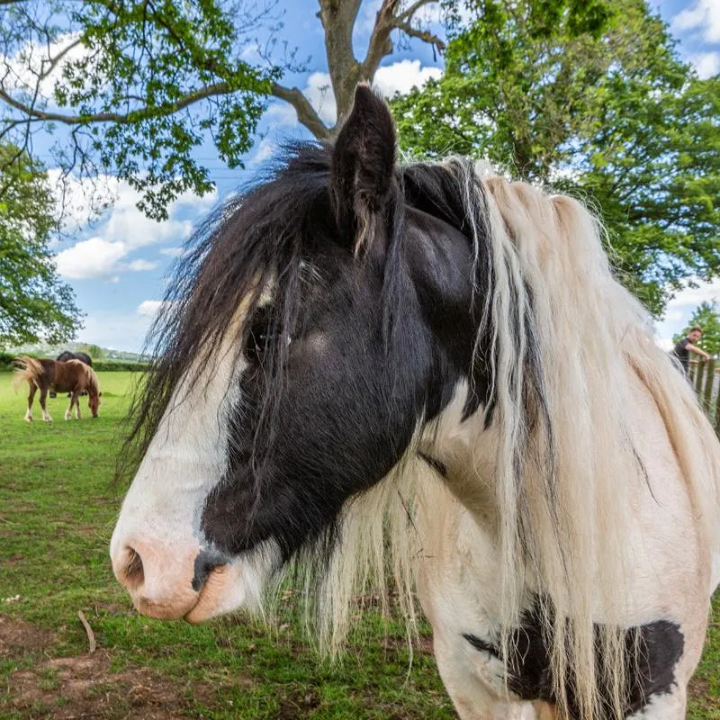 Adopt a Pony